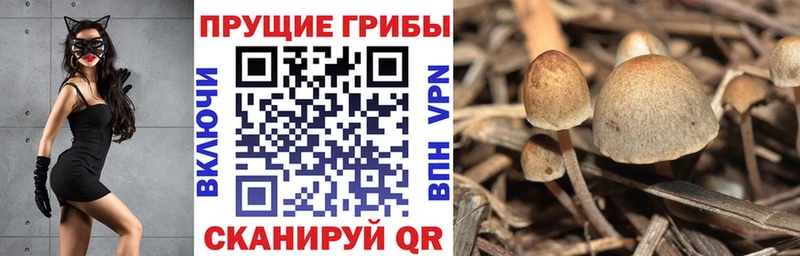 Галлюциногенные грибы Psilocybine cubensis  Касимов 